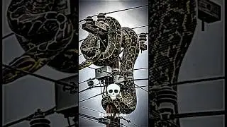 Snake Versions ☠️