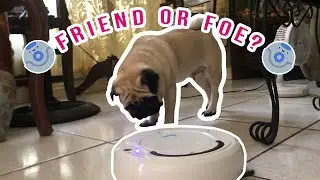 PUG MEETS ROBOT VACUUM 🤖 || Riley the Pug