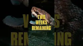 Hunting CROCZILLA with the help of The Alliance of Florida Parks #everglades #wildlife #documentary