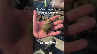 Трубач озеро Буссе #сахалин #туризм #рыбалка