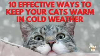 🔝10 effective ways to keep your cats warm in cold weather🐈&zwj;⬛| Cat Winter Care 2023 |  Pets and Us