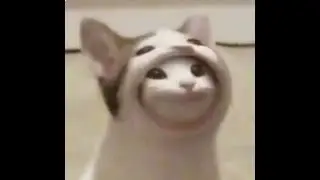 Popping Cat Goes Crazyyyy