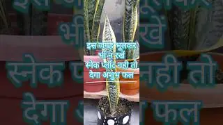 jane snake plant ko rakhne ki sahi disha #tending #gardening #vastutips #snakeplant