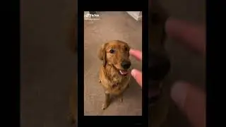 Guy puts hand in dogs mouth