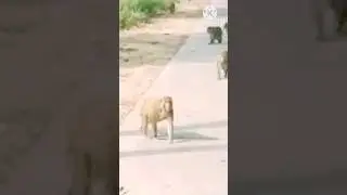 Hungry monkey eating chips by police inspector।#shorts #trending shorts #ytshorts #jungle lover।