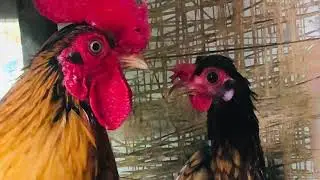 Sebright x Silkie