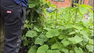 Harvesting Scarlet Runner Beans and Carrots from my Garden UK