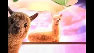 The Power Of The Pudú - La Llama Altiplaneta + Videogame
