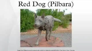 Рыжая собака (Пилбара)