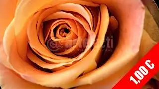 Amber Orange Rose &ndash; Warm Floral HD Stock Footage (1080p)