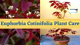 Euphorbia cotinifolia plant care ( Laal Jadi )