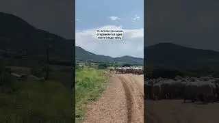 16 летняя гречанка одна пасёт стадо овец. Греция сегодня! Канал Прогулки по Греции.