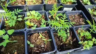 New Edible Perennial Crop?! Cold Hardy Tree: Chinese Yellowhorn