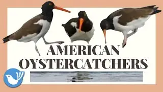 AMERICAN OYSTERCATCHER Bird Video - BIRDWATCHING DOT CALM