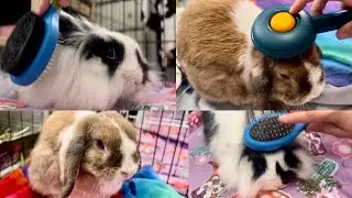 Lofi Bunny Grooming ASMR: Brushing and Haircut Time with Cute Bunnies!