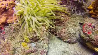 Arrow Anemones flowing in the swell. St Kitts scuba diving.
