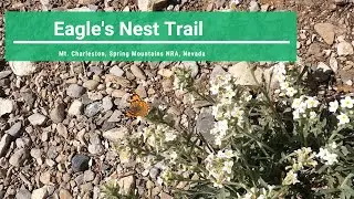 Eagles Nest Trail, Painted Lady Butterfly, Hike Mt. Charleston, Spring Moutains NRA, Nevada
