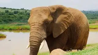 cute animals baby elephant elephant for when you are stressed
