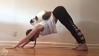 Cats Interrupting Yoga | The Dodo