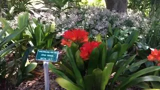 Virtual Garden Tour: Spring Time at SLOBG