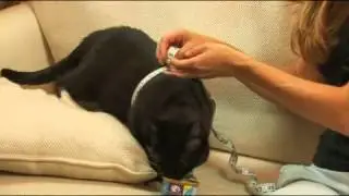 How to Measure a Cat for a Harness