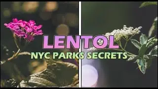 NYC Park 2023 Tour Guide - Macro Photography 1 Hour Livestream @ Lentol Garden in Brooklyn