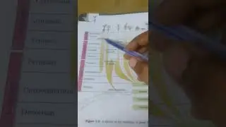 evolution ecological period table trick 🥳🥳🥳