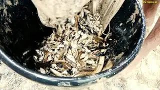 Catch a Lot of Fish With Cast Net | Net Fishing in pond.