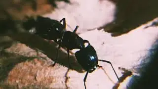 Camponotus ligniperda