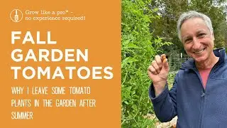 Fall Garden Tomatoes | Why I Leave Some Tomato Plants in the Garden After Summer