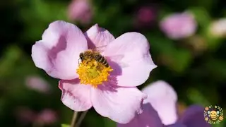 Relaxing Bee Garden | 15 Minutes Calm Music | Focus for Students
