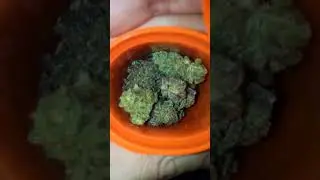 Cherry pie strain review
