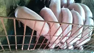 Backyard pig raising in the province| JEM Views