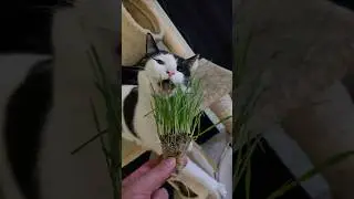 whenever your starting your kitty cat make sure he's primed on only organic wheat grass #cats #cat