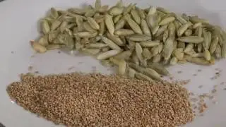 Con Sabor Jarocho - Cerdo en Pipián Verde