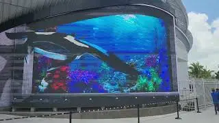 Manta Ray in Nassau!!!! Amazing technology!!!
