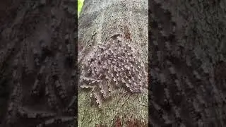 funny caterpillar video😂🐛 #shortsvideo #caterpillar #funnycaterpillarvideo #viral