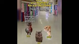 Cat funny meme we found !