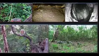 Trouble (Fox Kit) practicing his climbing technique June.17.24 Texas Backyard wildlife cam