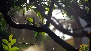 mixkit soft rain and sun shine | HD Video | 