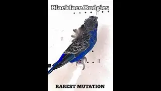 Blackface Budgie Mutation | Origin & Genetics Explained Blackface Budgies: History, Genetics & Facts