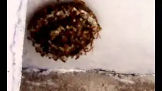 Indian wasps of Panchkula Haryana India by Dr Arun Kapoor