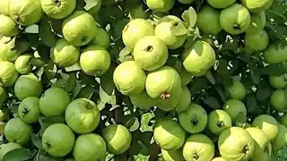 🌿Live Environment Awareness | चलिए बात करते हैं प्रकृति की रक्षा पर 🌏,Please join Membership,#live,