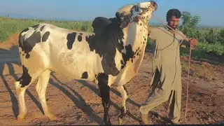 Qurbani 2025 | Visit Dera Zubair | Gulial | Fateh Jang |&nbsp;Athra&nbsp;Bull&nbsp;| #fatehjangbulls