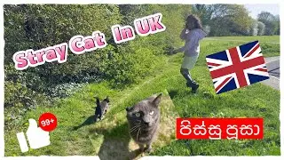 Homeless CAT පිස්සු පූසා 🇬🇧 🇱🇰