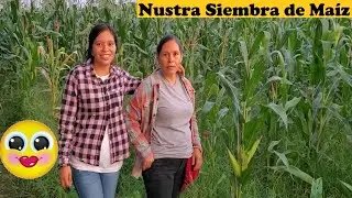 Siembra de Maíz Familiar Cultivando La Mirpa🌽