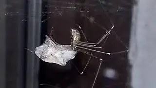 Marbled cellar spider and stink bug - &Aacute;lkasz&aacute;sp&oacute;k &eacute;s poloska
