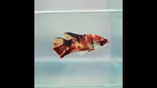 Multicolor Nemo Male Betta Fish GK-0246 | Male Betta Fish | Multicolor Betta Fish