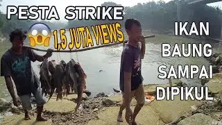 Mancing Baung Pesta Strike Sampai Dipikul Ikannya