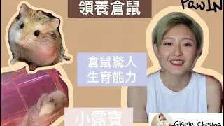 PawIN - 倉鼠都有得領養｜小路寶 老公公鼠｜一次懷孕倉鼠可以有幾多隻BB？｜無塵紙粒 實驗室白陽木墊｜香港領養倉鼠途